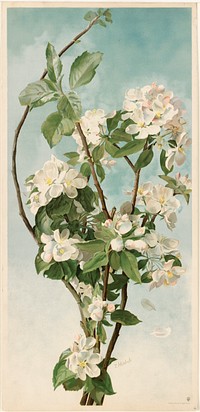             Apple blossoms          