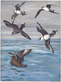             Panel 4: Long-tailed Jaeger, Parasitic Jaeger, Pomarine Jaeger, Skua           by Louis Agassiz Fuertes