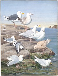             Panel 5: Great Black-backed Gull, Glaucous Gull, Kittiwake, Kumlien's Gull, Iceland Gull           by Louis Agassiz Fuertes