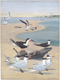            Panel 7: Black Skimmer, Sooty Tern, Caspian Tern, Royal Tern           by Louis Agassiz Fuertes