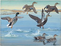             Panel 12: Mallard, Black Duck, Red-legged Black Duck, Gadwall           by Louis Agassiz Fuertes