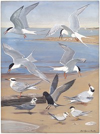             Panel 8: Artic Tern, Roseate Tern, Forster's Tern, Common Tern, Black Tern, Least Tern           by Louis Agassiz Fuertes