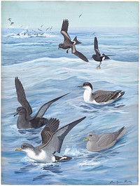             Panel 9: Leach's Petrel, Wilson's Petrel, Sooty Shearwater, Cory's Shearwater, Fulmar           by Louis Agassiz Fuertes