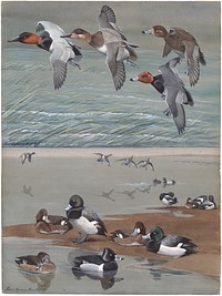             Panel 15: Canvas-back, Redhead, Lesser Scaup Duck, Scaup Duck, Red-necked Duck           by Louis Agassiz Fuertes
