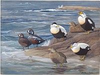             Panel 17: King Eider, Northern Eider, Harlequin Duck, Eider           by Louis Agassiz Fuertes