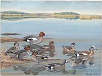             Panel 13: Baldpate, European Widgeon, Green-winged Teal, European Teal, Blue-winged Teal           by Louis Agassiz Fuertes