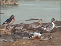             Panel 14: Wood Duck, American Pintail, Shoveller           by Louis Agassiz Fuertes