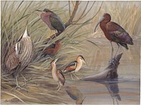             Panel 21: American Bittern, Green Heron, Least Bittern, Glossy Ibis, Cory's Bittern           by Louis Agassiz Fuertes