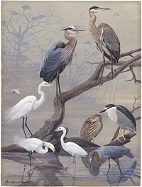             Panel 22: Great Blue Heron, American Egret, Black-crowned Night Heron, Snowy Egret, Little Blue Heron           by Louis Agassiz Fuertes