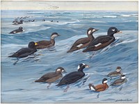             Panel 18: American Scoter, White-winged Scoter, Surf Scoter, Ruddy Duck           by Louis Agassiz Fuertes