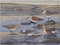             Plate 27: Red-backed Sandpiper, Baird's Sandpiper, White-rumped Sandpiper           by Louis Agassiz Fuertes