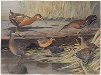             Plate 23: King Rail, Virginia Rail, Yellow Rail, Black Rail, Clapper Rail, Sora           by Louis Agassiz Fuertes