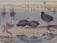             Plate 24: Coot, Red Phalarope, Purple Gallinule, Florida Gallinule, Wilson's Phalarope, Northern Phalarope           by Louis Agassiz Fuertes