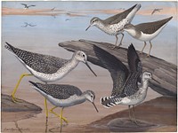             Plate 30: Spotted Sandpiper, Solitary Sandpiper, Greater Yellow-legs, Yellow-legs           by Louis Agassiz Fuertes