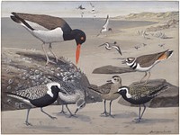             Plate 32: Oystercatcher, Killdeer, American Black-bellied Plover, American Golden Plover           by Louis Agassiz Fuertes