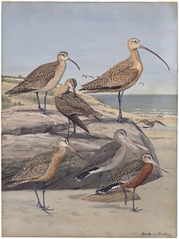             Plate 29: Hudsonian Curlew, Long-billed Curlew, Eskimo Curlew, Marbled Godwit, Hudsonian Godwit           by Louis Agassiz Fuertes