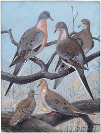             Plate 36: Passenger Pigeon, Mourning Dove           by Louis Agassiz Fuertes