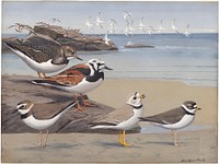             Plate 33: Ruddy Turnstone, Wilson's Plover, Piping Plover, Semipalmated Plover           by Louis Agassiz Fuertes