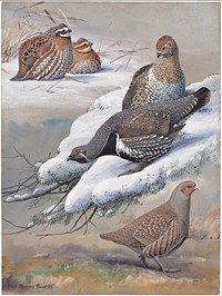             Plate 34: Bob-white, Spruce Partridge, European Partridge           by Louis Agassiz Fuertes