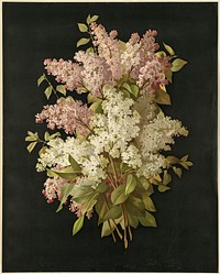             Bouquet of lilacs          