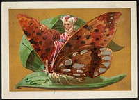             Girl riding butterfly sitting on a leaf          