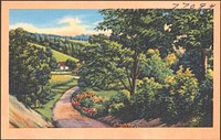             Tree-lined road, houses in background          