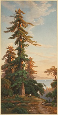             Redwood trees, Santa Cruz Mts., Cal.          