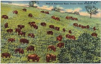             Herd of American Bison, Texter Game Preserve, Pa.          