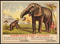             Jumbo feeds baby Castoria          