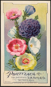             Portulaca, from seeds put up by D. M. Ferry & Co., Detroit, Mich.          