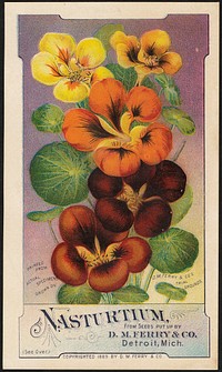             Nasturtium, from seeds put up by D. M. Ferry & Co., Detroit, Mich.          