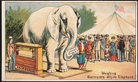             Weighing Barnum's white elephant - Fairbanks Standard Scales.          