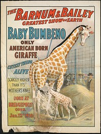             The Barnum & Bailey greatest show on earth : Baby Bumbeno, only American born giraffe, cutest thing alive          