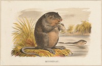             Muskrat          