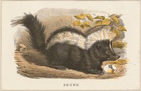             Skunk          