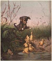             Frightened ducklings          