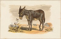             Donkey          