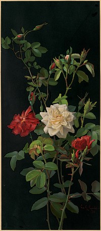             Roses and buds          