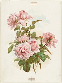             Pink roses; La France roses          