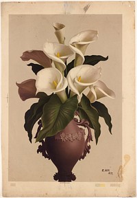             Calla lilies in vase          