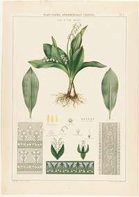             Plant-forms ornamentally treated - lily of the valley          