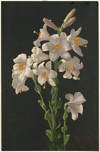             Lilies          