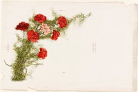             Carnations          