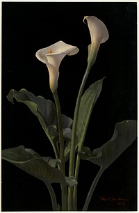             Calla lilies          