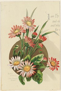             Bellis perennis, Nebi Samuel (Mizpeh)          