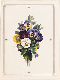             Pansies          