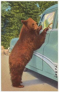             Holdup bear at Yellowstone National Park          