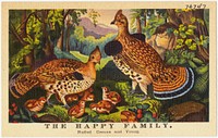             The happy family, Ruffed Grouse and Young          