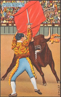             Matador enraging bull at Juarez, Mexico          