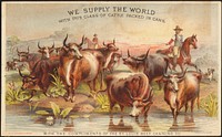             We supply the world with this class of cattle packed in cans.          